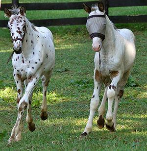 LarenStud - Breeding (LaRen Stud's Desiger Foal Program