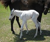 LaRen Stud breeds