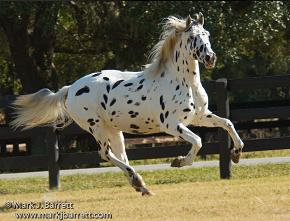 LaRen Stud is located in Ocala, Florida