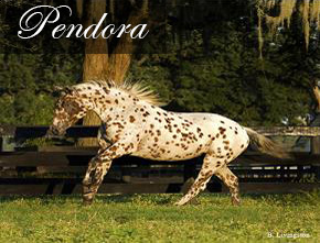 Pendora